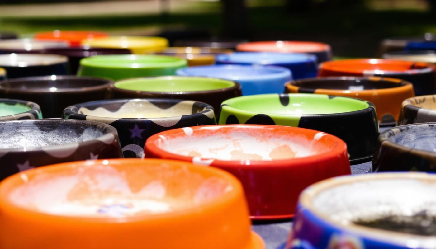 Guide complet pour choisir la gamelle adaptée à votre chien